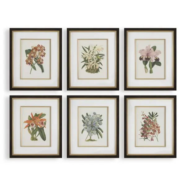 Six framed orchid botanical prints in dark walnut frames with gold liners bring classic elegance to any wall grouping.