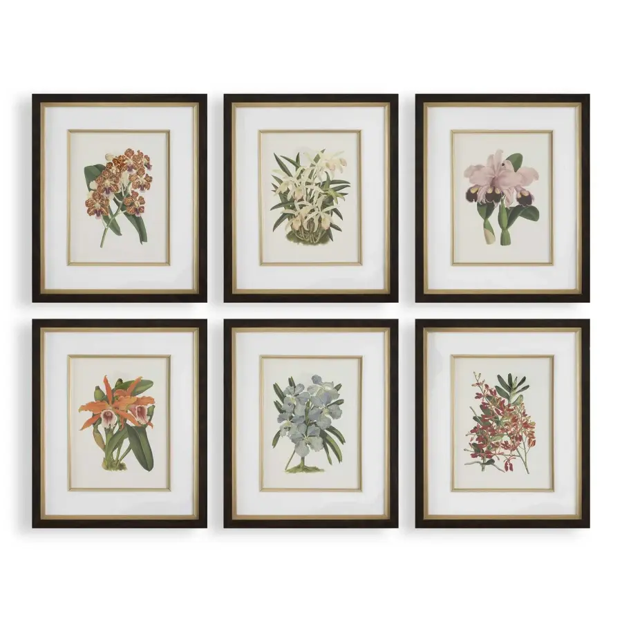 Orchid Framed Prints, Set of 6