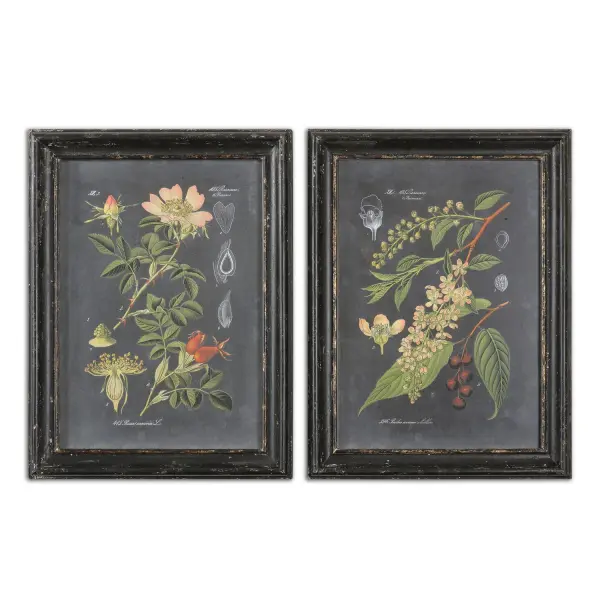 A colorful botanical print in a distressed black wood frame, evoking antique scientific texts. Nicely suited for transitional interiors seeking texture and depth.