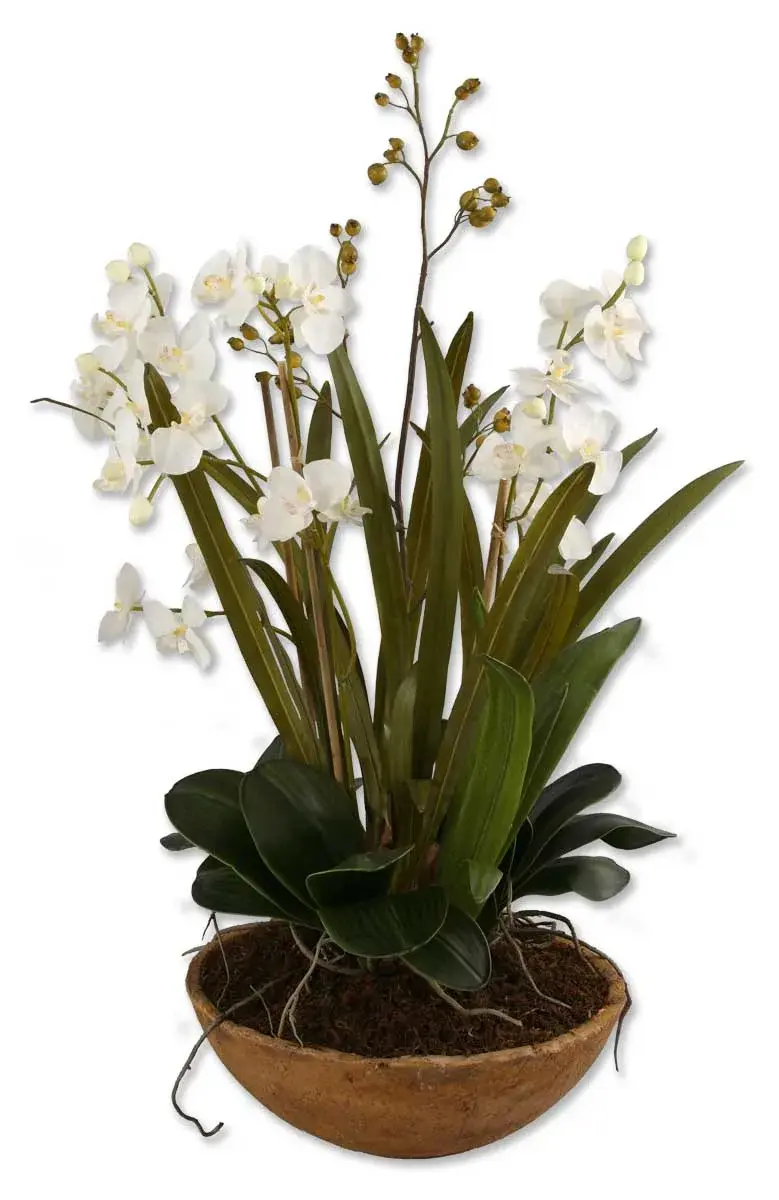 Moth Orchid Planter in Natural Brown Dish Garden