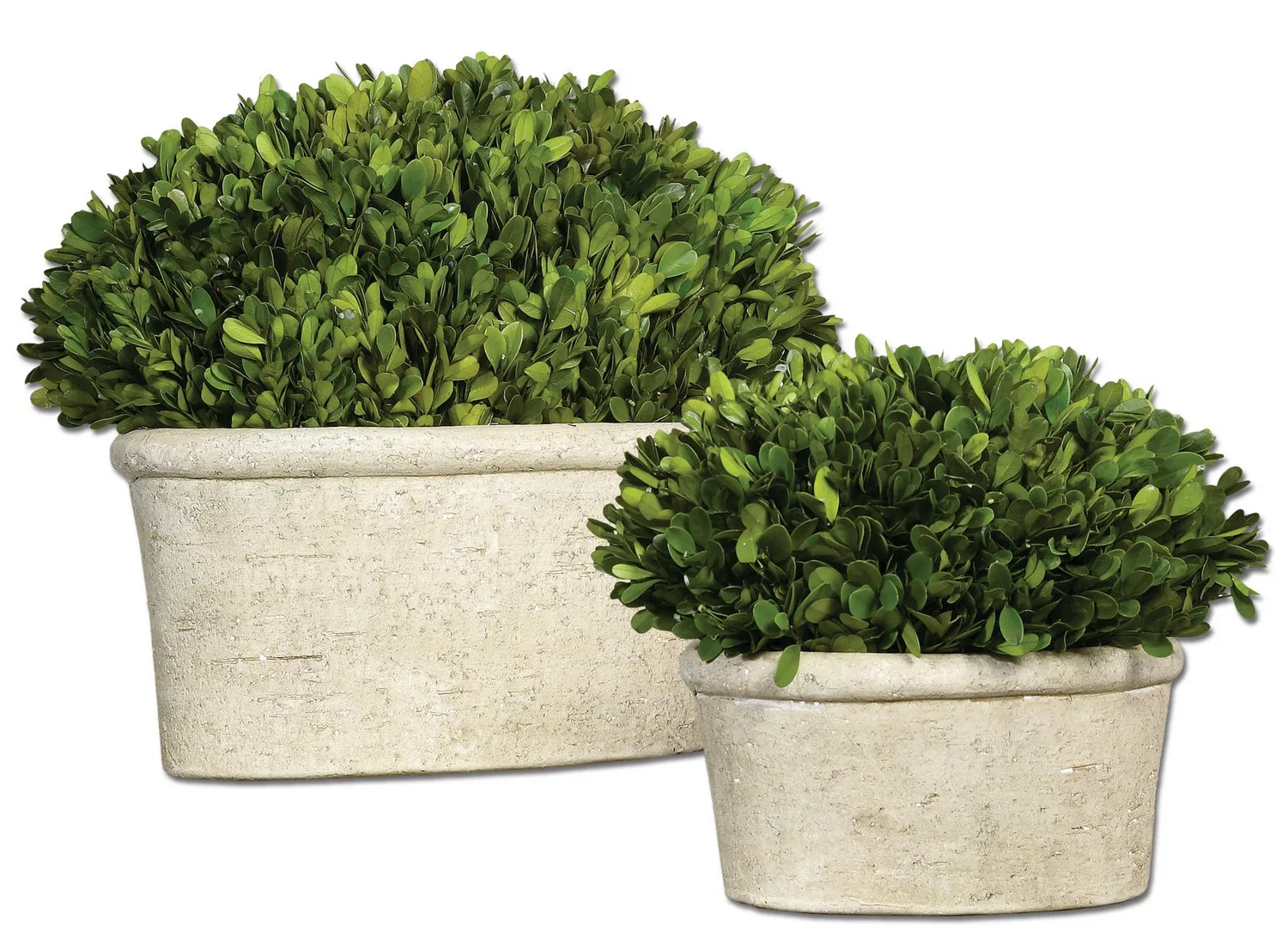 Preserved Boxwood Topiary Set of 2 in Stone Terracotta Planters