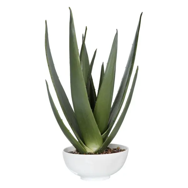 A Contemporary Aloe Vera Statement Piece, Accented With Natural Stones Set Into A Glossy White Bowl. Collection: Evarado Finish: Glossy White Width: 16.75" Height: 28.25" Length: 16.75" Weight: 9.00 lb Material: Polyfoam, Resin, Stone, Iron, Soil Country of Origin: China Safety Rating: Indoor Only