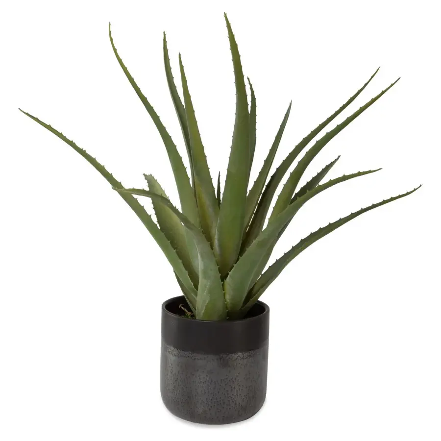Tucson Ceramic Planter with Preserved Aloe Vera