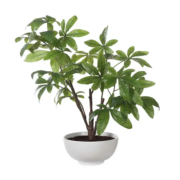 Known For Its Luck And Feng Shui, The Money Tree Plant Features A Lush Green Foliage With An Airy Quality. Planted Into A Glossy White Bowl With Faux Soil. Collection: Pachira Money Designer: Constance Lael-Linyard Finish: Glossy White Width: 26.50" Height: 34.50" Length: 28.25" Weight: 5.00 lb Material: Polyester, Plastic, Polyfoam, Ceramic Country of Origin: China Safety Rating: Indoor Only