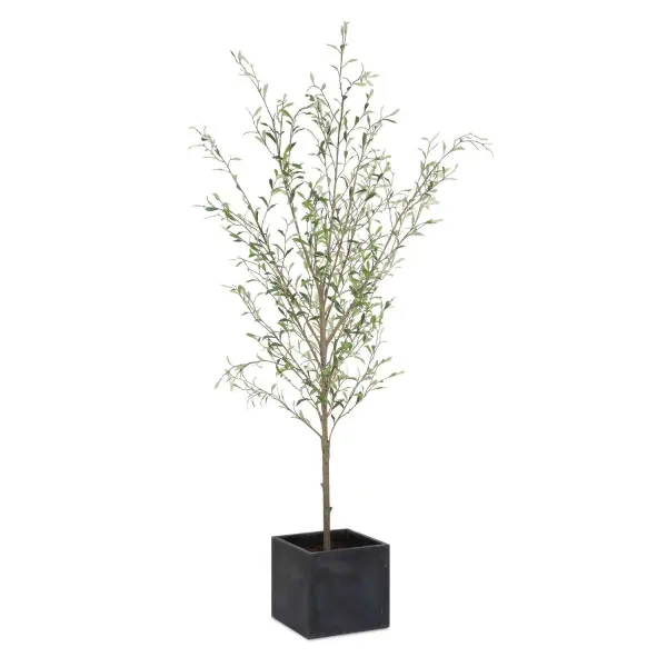Airy, Life-like Sprays Of Olive Tree Foliage Nestled Into A Contemporary Concrete Cube In Aged Charcoal With Faux Soil. Collection: Abundance Designer: Constance Lael-Linyard Finish: Olive Width: 31.50" Height: 90.50" Length: 31.50" Weight: 10.00 lb Material: Polyester, Plastic, Iron, Resin Country of Origin: China Safety Rating: Indoor Only