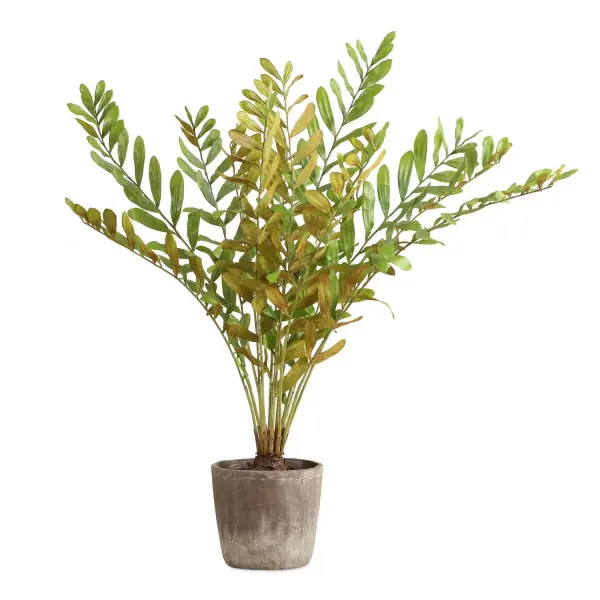 The Uttermost - Zamia by Uttermost