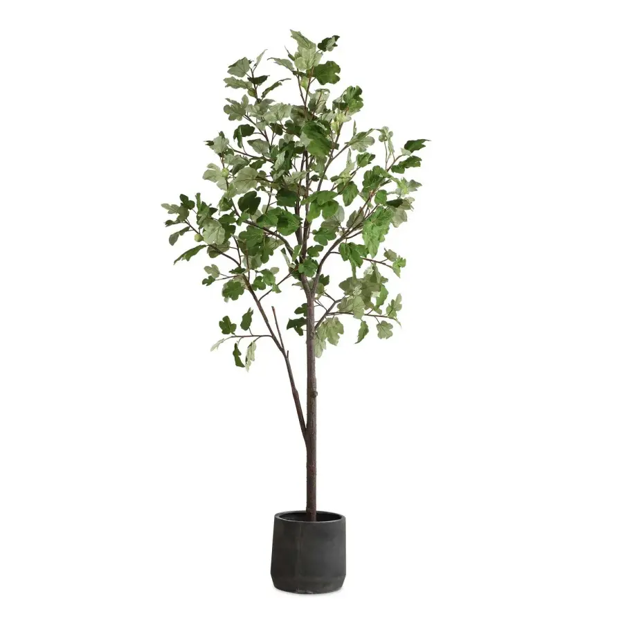 Uttermost Eden Fig Tree in Black Concrete Pot