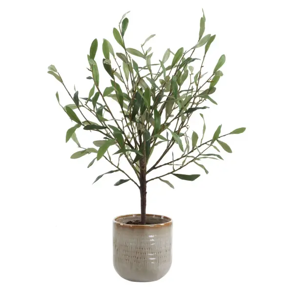 Graceful And Compact, Bringing Timeless Mediterranean Charm To Any Space. Featuring Softly Hued Green And Silvery Leaves And Nestled Into A Textured Ceramic Container, Glazed In Neutral Tan Tones. Collection: Solea Olive Designer: Constance Lael-Linyard Finish: Green And Silvery Width: 17.75" Height: 22.75" Length: 13.50" Weight: 2.00 lb Material: Polyester, Plastic,Polyfoam,Ceramic Country of Origin: China Safety Rating: Indoor Only