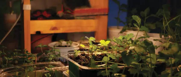 16 Watt - PAR38 LED - Full Spectrum Plant Grow Lamp - Medium Base - 120 Volt - Image 8
