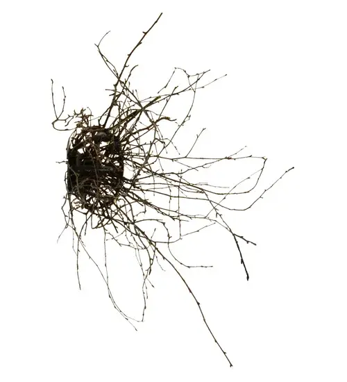 The Twigs by Meyda Lighting - Image 7