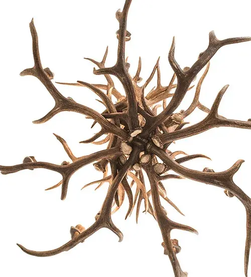 The Antlers by Meyda Lighting - Image 7