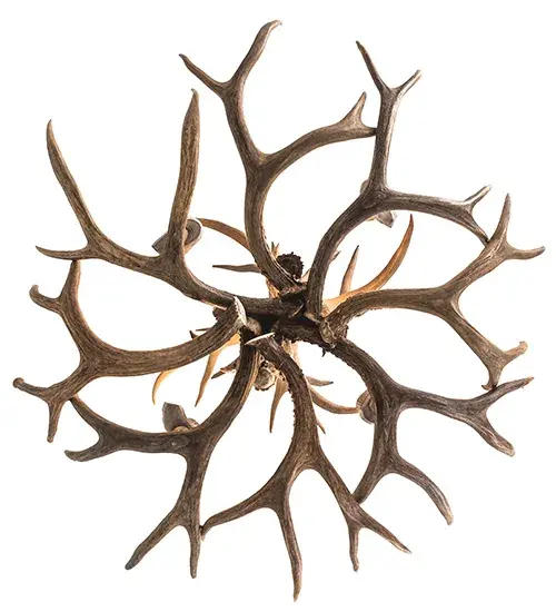 The Antlers by Meyda Lighting - Image 7