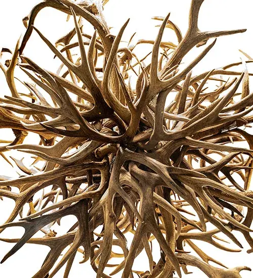 The Antlers by Meyda Lighting - Image 6