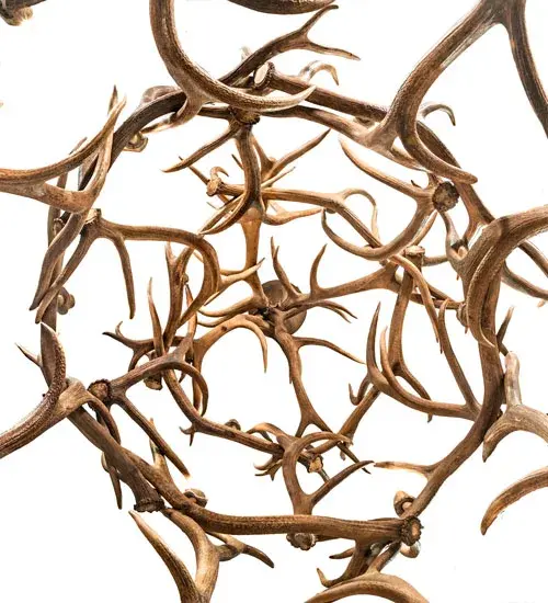 The Antlers by Meyda Lighting - Image 4