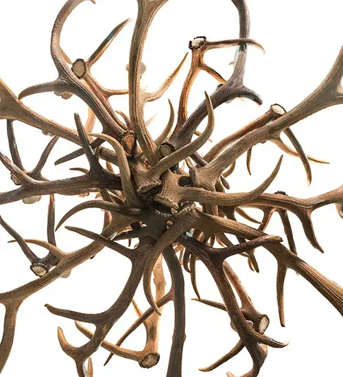 The Antlers by Meyda Lighting - Image 6