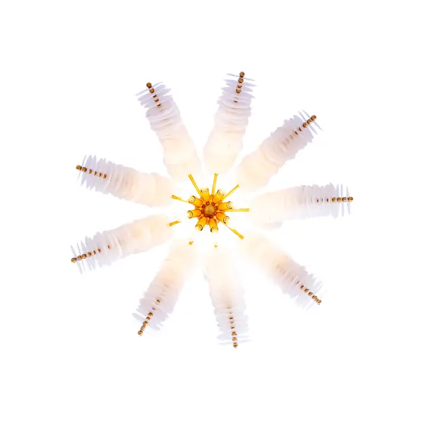 The Kalco - Gossamer by Kalco - Image 3